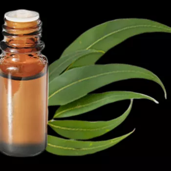 Huile essentielle d'eucalyptus